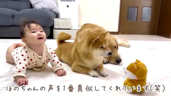 赤ちゃん守るワンコたち