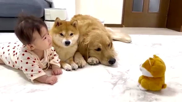 赤ちゃん守るワンコたち