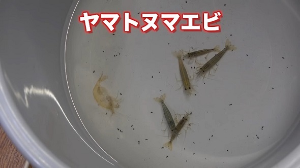 滝の流れるアクアテラリウムに導入するヤマトヌマエビ
