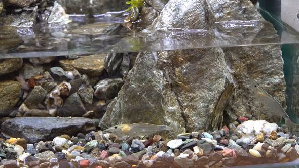 滝の流れるアクアテラリウム内で泳ぐヤマトヌマエビ