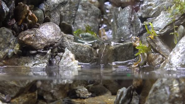 アクアテラリウムの滝を登るヤマトヌマエビ