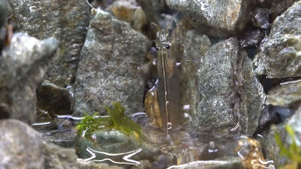 アクアテラリウムの滝の途中で動きを止めたヤマトヌマエビ