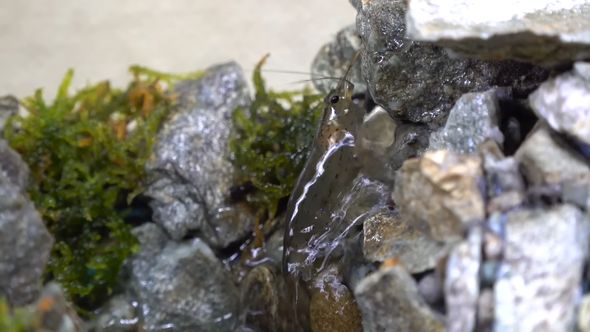 アクアテラリウムの最上段にある水の出口まで登ったヤマトヌマエビ