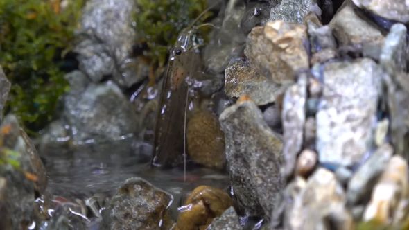 アクアテラリウム内で滝行をするヤマトヌマエビ