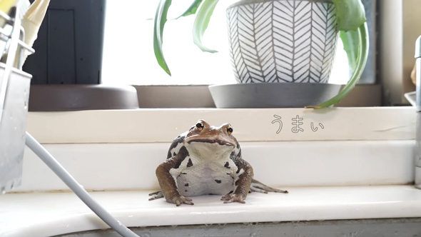 カエルを飼育する保阪尚希