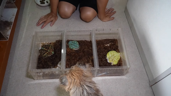 カエルを飼育する保阪尚希