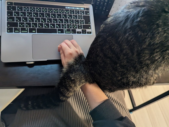 お尻を手に乗せてくる猫ちゃん