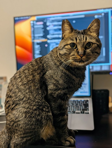 お仕事を邪魔する猫ちゃん