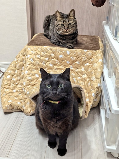 おこたでぬくぬく猫ちゃんたち