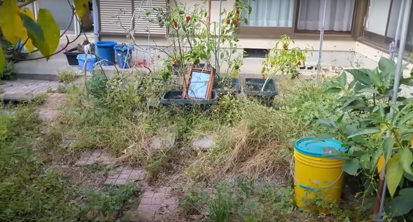 荒れた庭を片付け