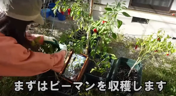 荒れた庭を片付け