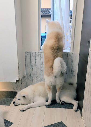 娘を見送る秋田犬