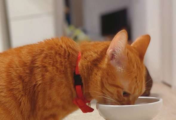 供え物を食べているような猫