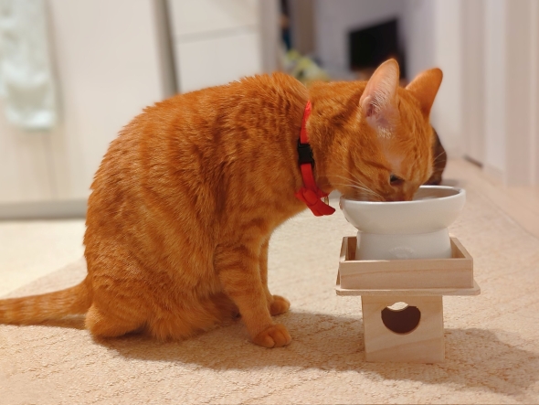 供え物を食べているような猫