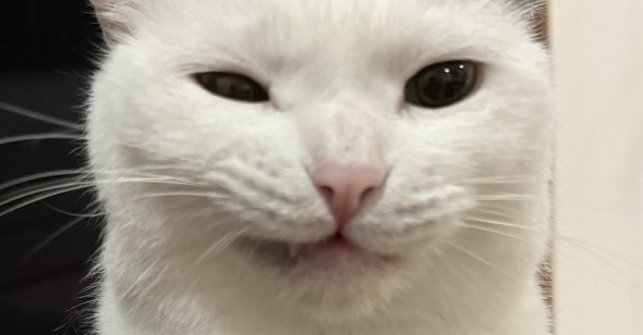 猫ちゃんに学ぶ、失敗した証明写真→大成功の写り方が約600万表示　「採用せざるを得ない」「もう合格」（1/3） | 猫 ねとらぼ