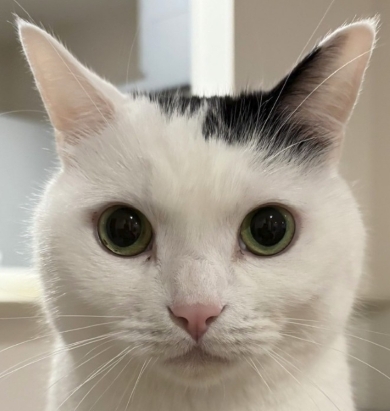 証明写真のような猫