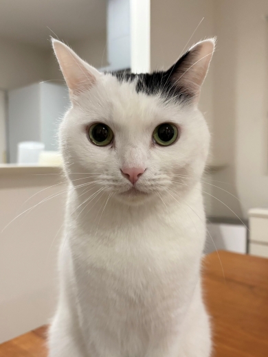 証明写真のような猫