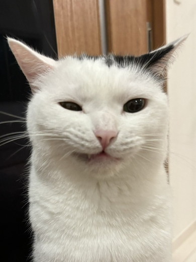 証明写真失敗の猫