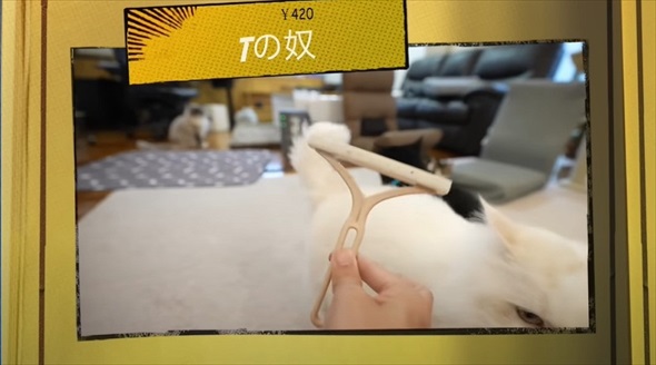 本当に買って良かった猫グッズ