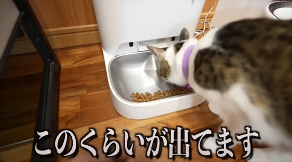 本当に買って良かった猫グッズ