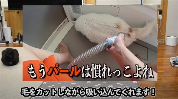 本当に買って良かった猫グッズ