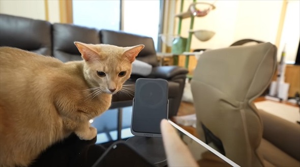 本当に買って良かった猫グッズ