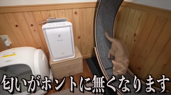 本当に買って良かった猫グッズ