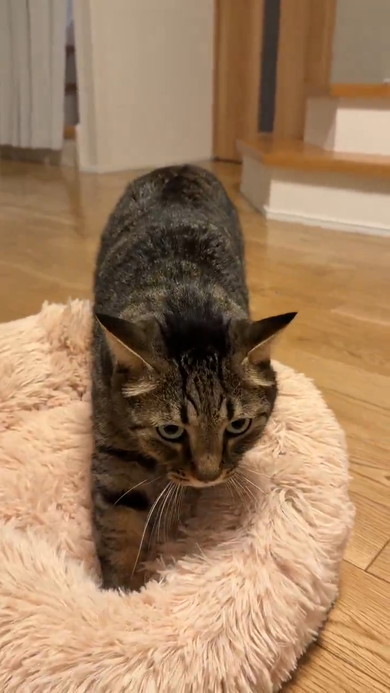 ベッドをこねる猫ちゃん