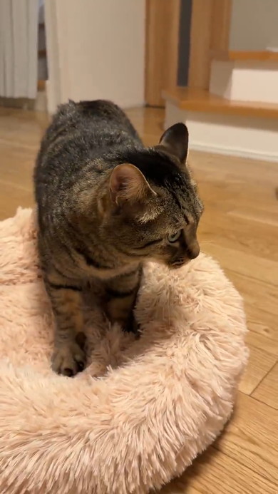 ベッドをこねる猫ちゃん