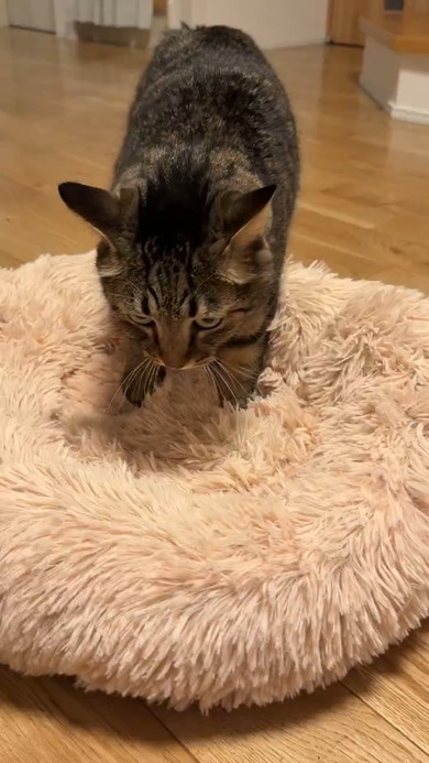 ベッドをこねる猫ちゃん