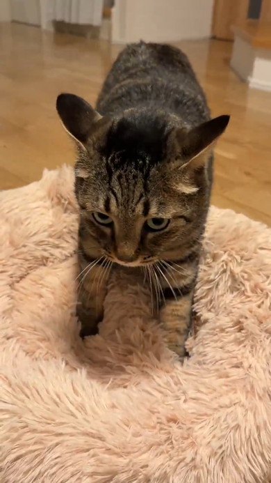 ベッドをこねる猫ちゃん