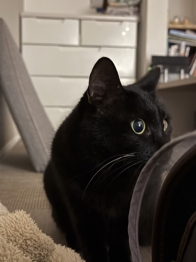 まん丸おめめの黒猫ちゃん