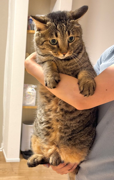 抱っこされている猫ちゃん