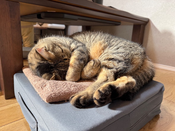 顔を隠して寝る猫ちゃん