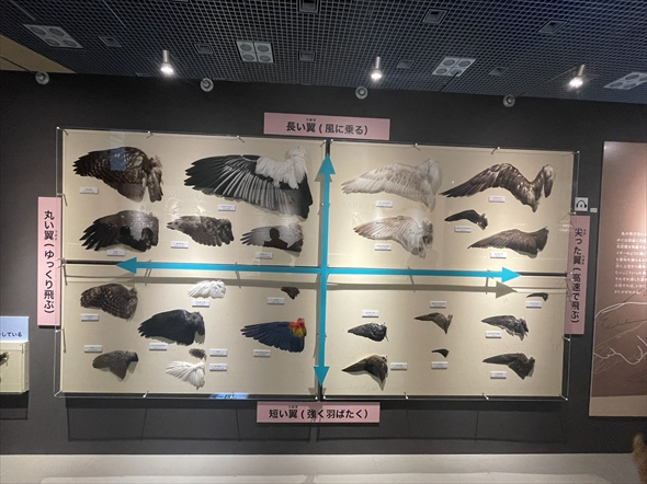 鳥の翼の比較展示が分かりやすくてすごい