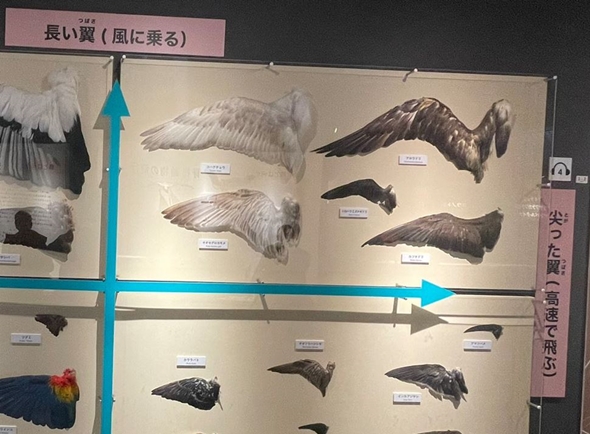 鳥の翼の比較展示が分かりやすくてすごい
