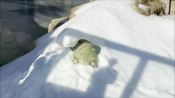 雪山で穴を掘って遊んでいるホッキョクグマ