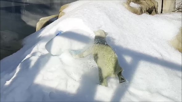 雪から脱出するホッキョクグマ