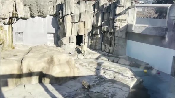 動揺して運動場から立ち去ってしまうホッキョクグマ