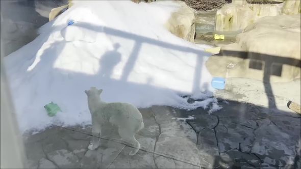 雪に埋もれたおもちゃを取りに戻って来たホッキョクグマ