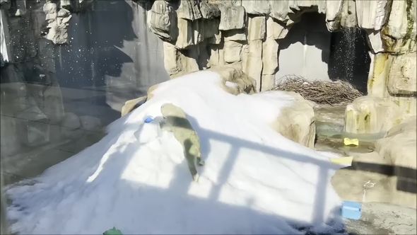 雪に埋もれたおもちゃを掘り出そうとするホッキョクグマ