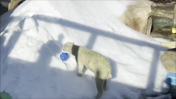 雪に埋もれた青いおもちゃを掘り出したホッキョクグマ
