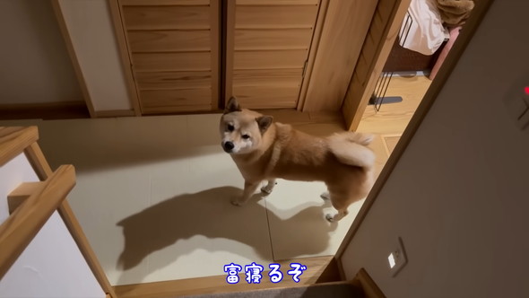階段下から見上げる柴犬