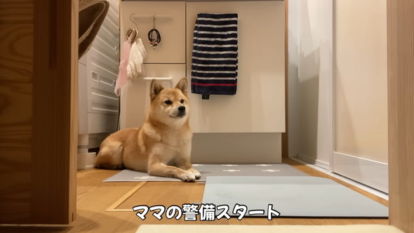 脱衣所で待機している柴犬
