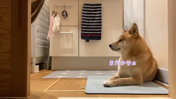 脱衣所で待機している柴犬