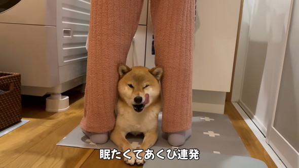 足の間に挟まる柴犬