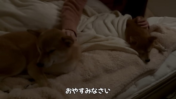 ベッドで眠る柴犬2匹