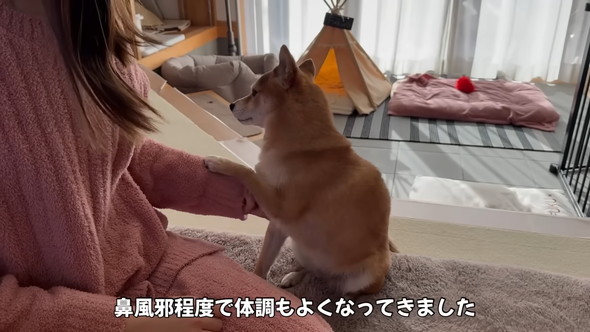 ママを心配する柴犬