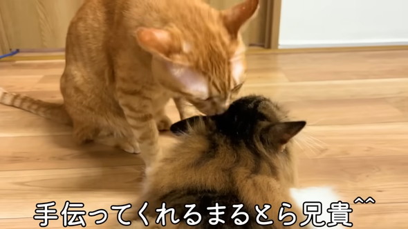 兄弟の毛づくろいをする猫ちゃん