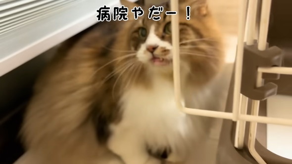 病院を嫌がる猫ちゃん